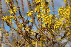 Zwerg-Forsythie / Goldglöckchen 'Nimbus' - Forsythia x intermedia 'Nimbus'