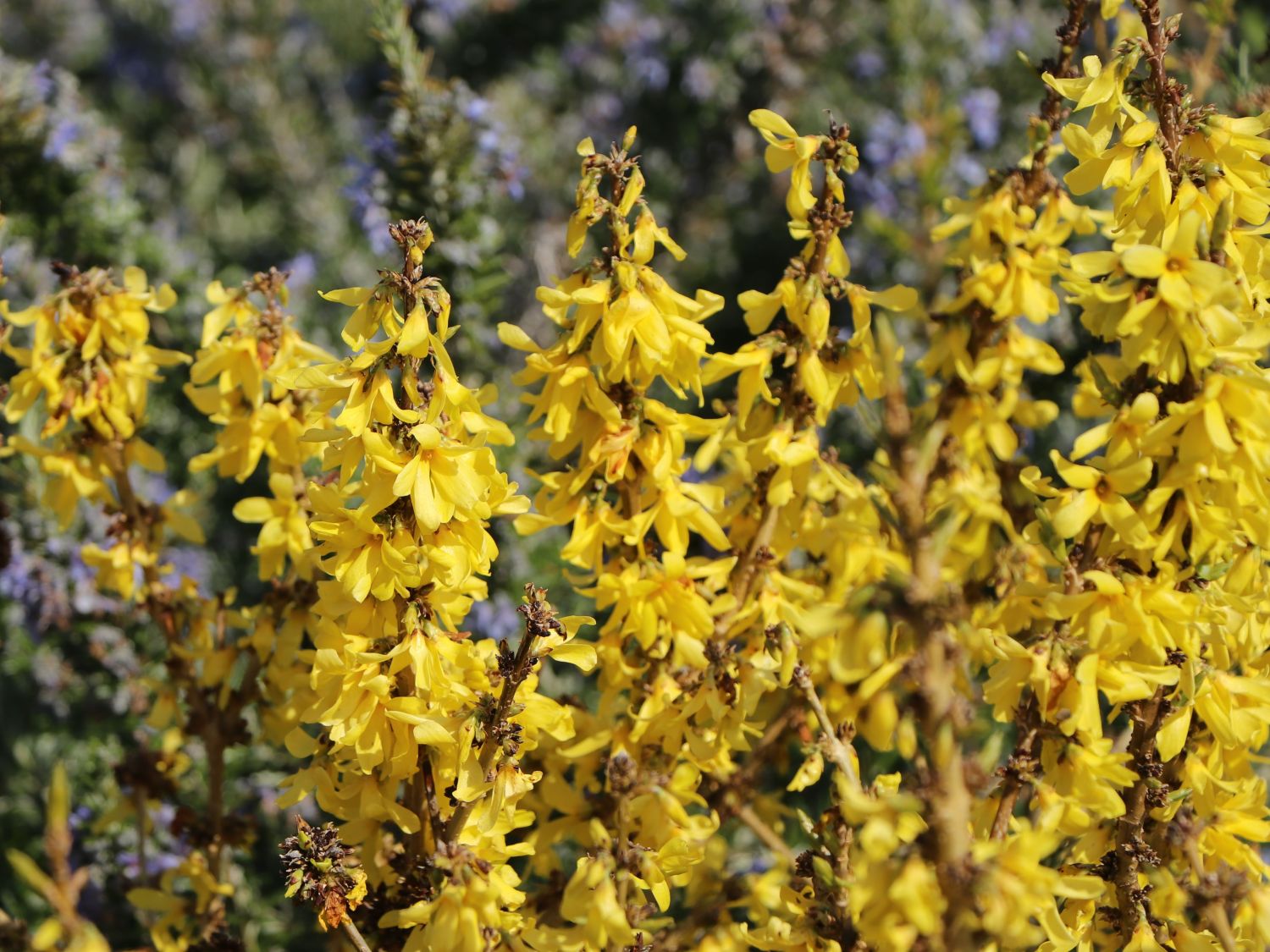 Zwerg-Forsythie / Goldglöckchen 'Nimbus' - Forsythia x intermedia 'Nimbus'