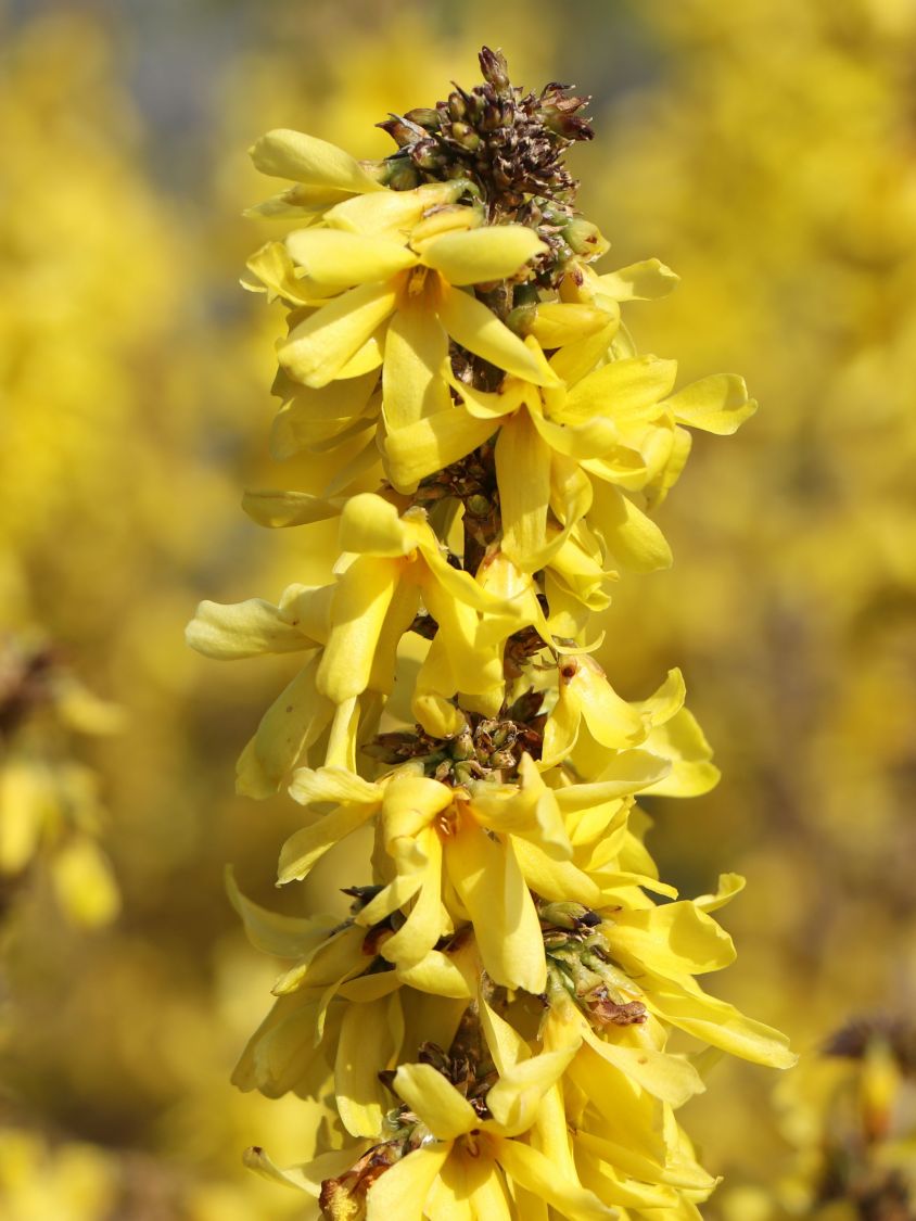Zwerg-Forsythie / Goldglöckchen 'Nimbus' - Forsythia x intermedia 'Nimbus'
