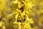 Zwerg-Forsythie / Goldglöckchen 'Nimbus' - Forsythia x intermedia 'Nimbus'