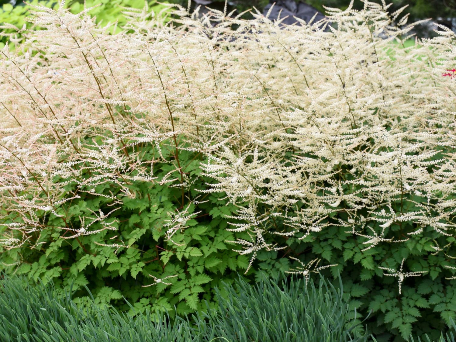 Zwerg-Geißbart 'Chantilly Lace'