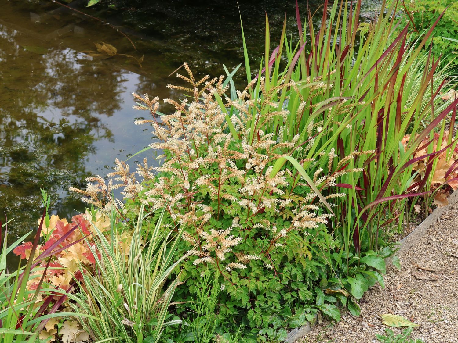 Zwerg-Geißbart - Aruncus aethusifolius