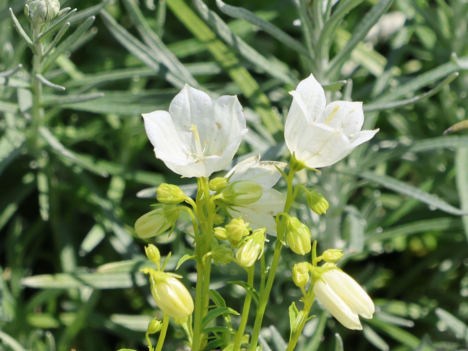 Zwerg-Glockenblume 'Alba'