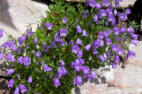 Zwerg-Glockenblume - Campanula cochleariifolia