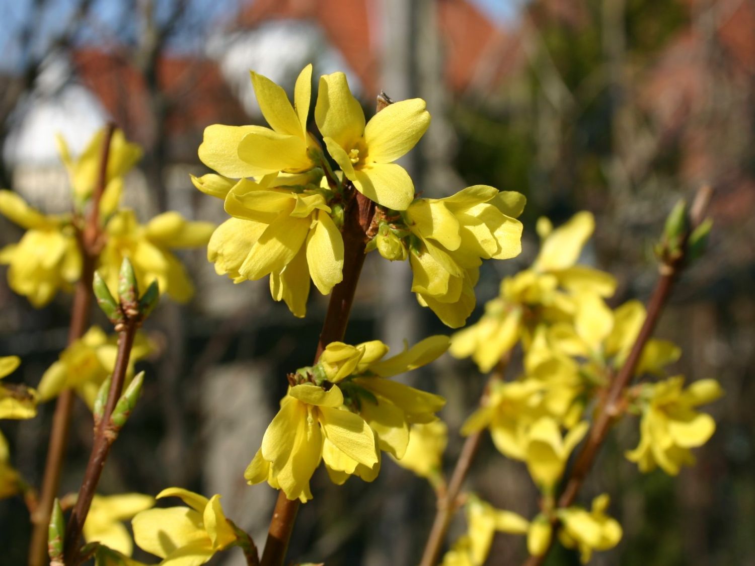 Forsythie / Zwerg-Goldglöckchen 'Boucle d'Or' - Forsythia 'Boucle d'Or'