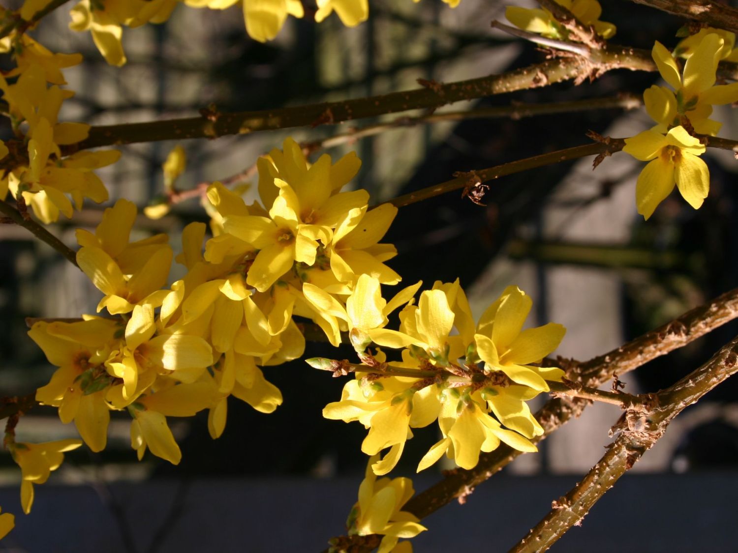 Forsythien (Forsythia)