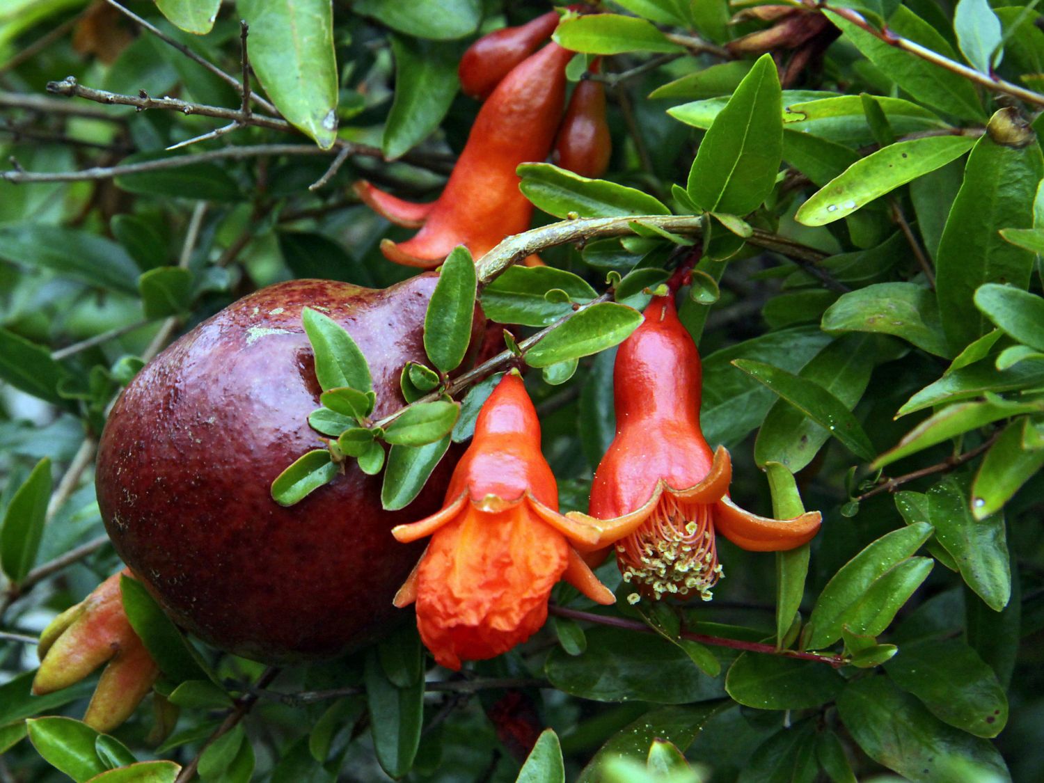 Zwerg-Granatapfel 'Nana'