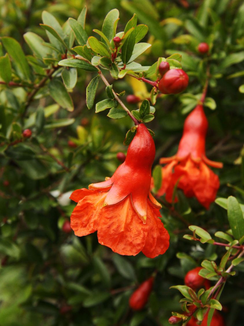 Zwerg-Granatapfel 'Nana' - Punica granatum 'Nana'