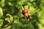 Zwerg-Granatapfel 'Nana' - Punica granatum 'Nana'