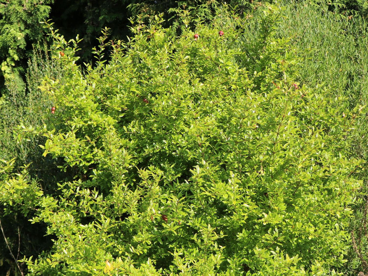 Zwerg-Granatapfel 'Nana' - Punica granatum 'Nana'