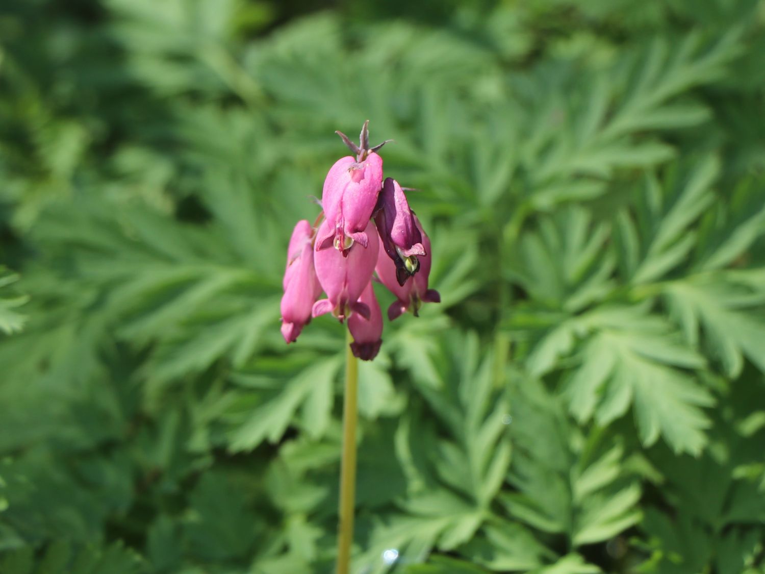 ZwergHerzblume / Doppelsporn (Dicentra eximia) Info & Angebot