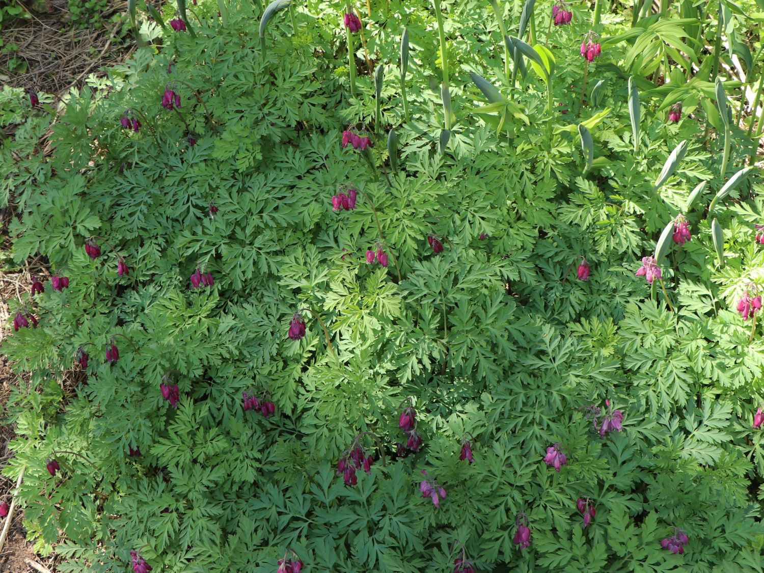 ZwergHerzblume / Doppelsporn (Dicentra eximia) Info & Angebot