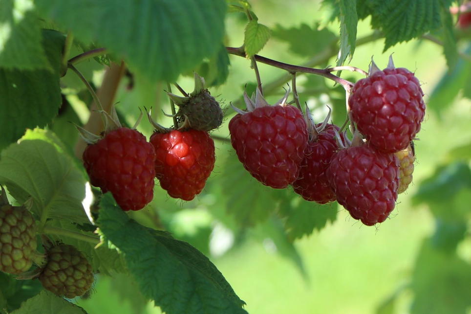 Little Red Princess Raspberry Zwerg-Himbeere Lowberry ® 'Little Red Princess ®' - Rubus idaeus ...
