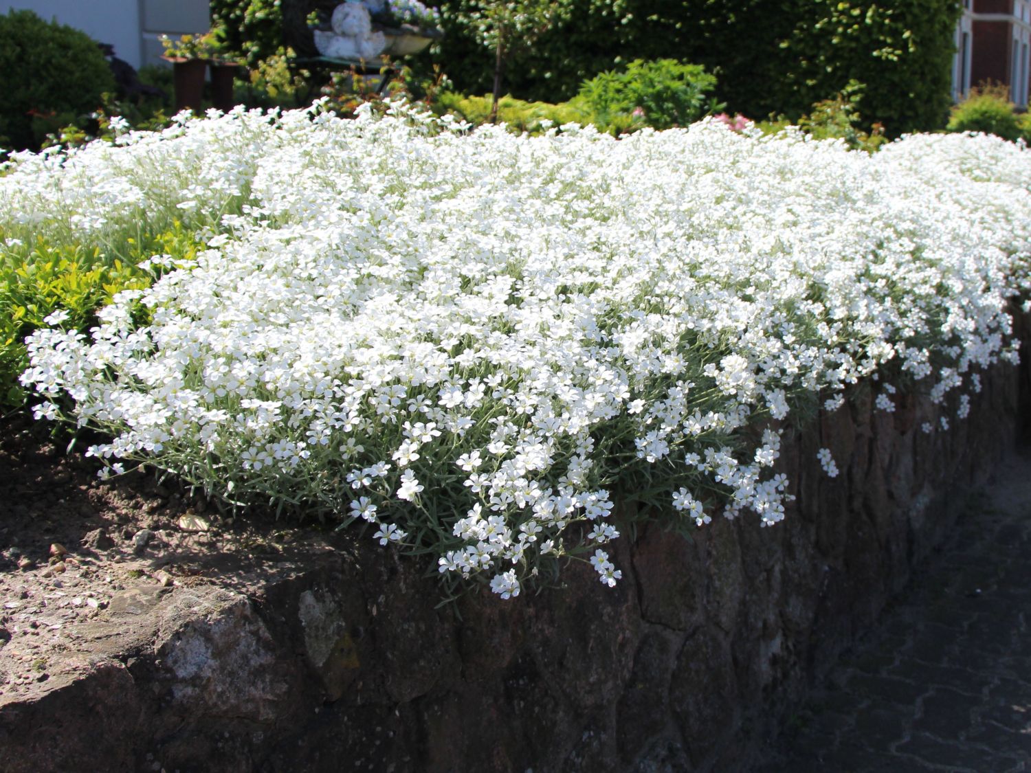 Hornkräuter (Cerastium)