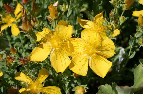 Zwerg-Johanniskraut - Hypericum olympicum