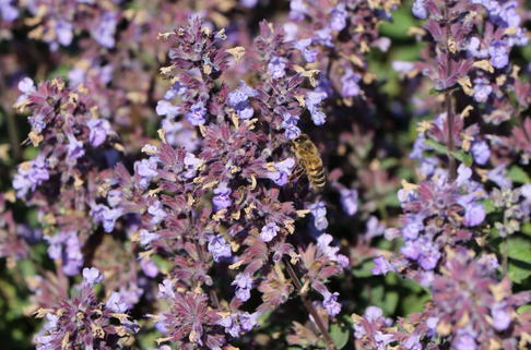 Zwerg-Katzenminze 'Purrsian Blue' - Nepeta x faassenii 'Purrsian Blue'