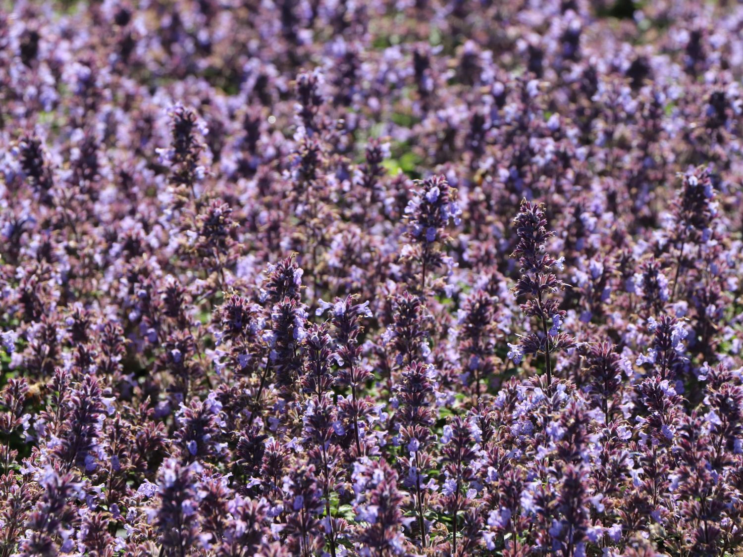 Zwerg-Katzenminze 'Purrsian Blue' - Nepeta x faassenii 'Purrsian Blue'