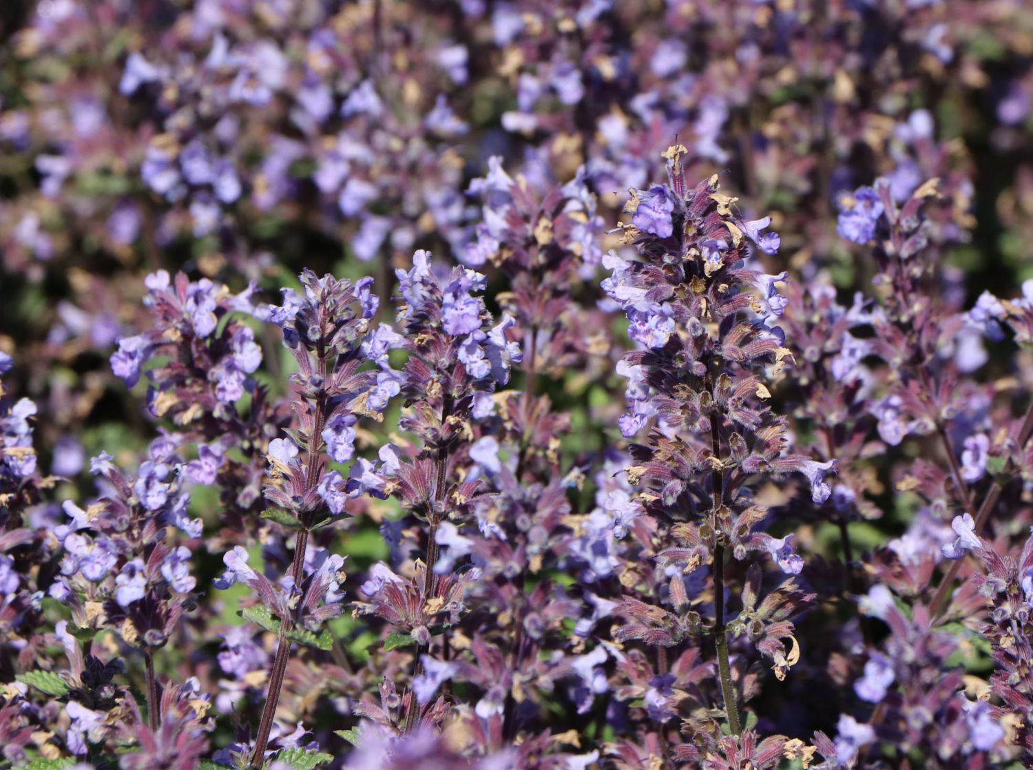 Zwerg-Katzenminze 'Purrsian Blue' - Nepeta x faassenii 'Purrsian Blue'