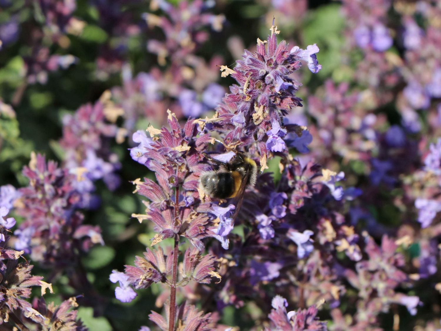 Zwerg-Katzenminze 'Purrsian Blue' - Nepeta x faassenii 'Purrsian Blue'