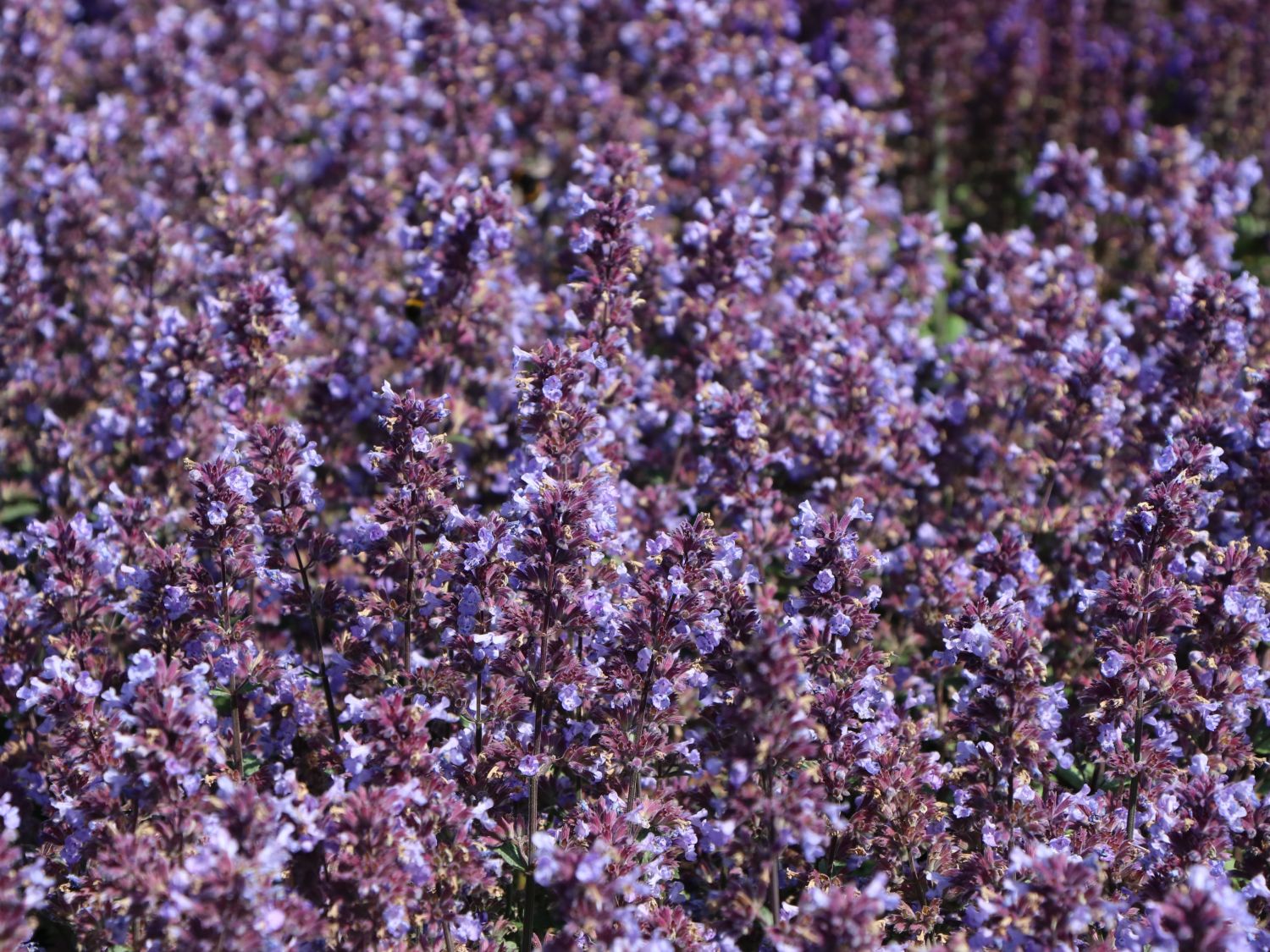 Zwerg-Katzenminze 'Purrsian Blue' - Nepeta x faassenii 'Purrsian Blue'