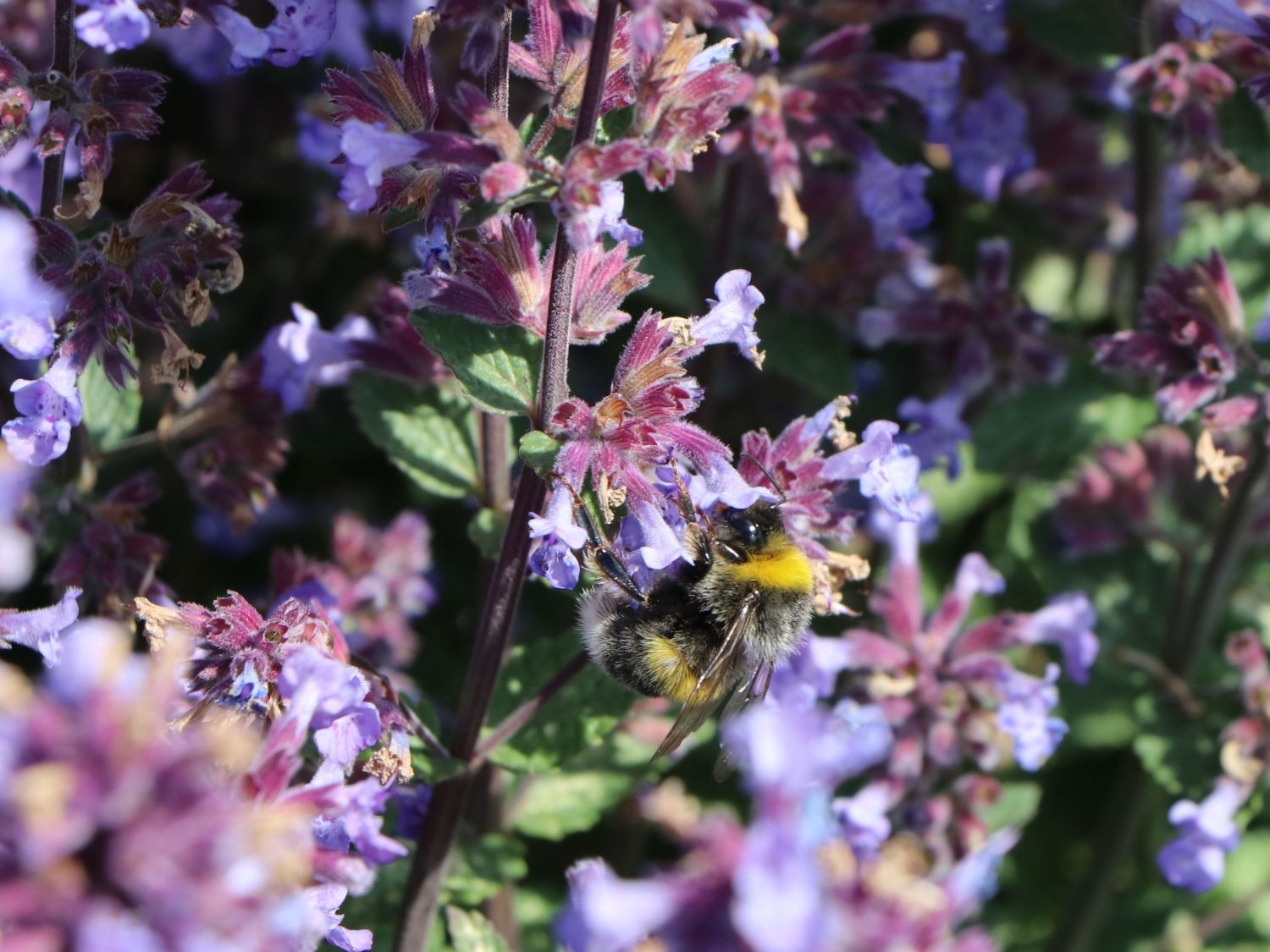 Zwerg-Katzenminze 'Purrsian Blue' - Nepeta x faassenii 'Purrsian Blue'