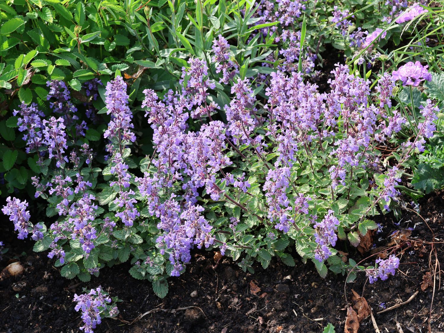 Zwerg-Katzenminze 'Purrsian Blue' - Nepeta x faassenii 'Purrsian Blue'