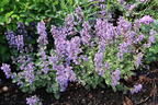 Zwerg-Katzenminze 'Purrsian Blue' - Nepeta x faassenii 'Purrsian Blue'