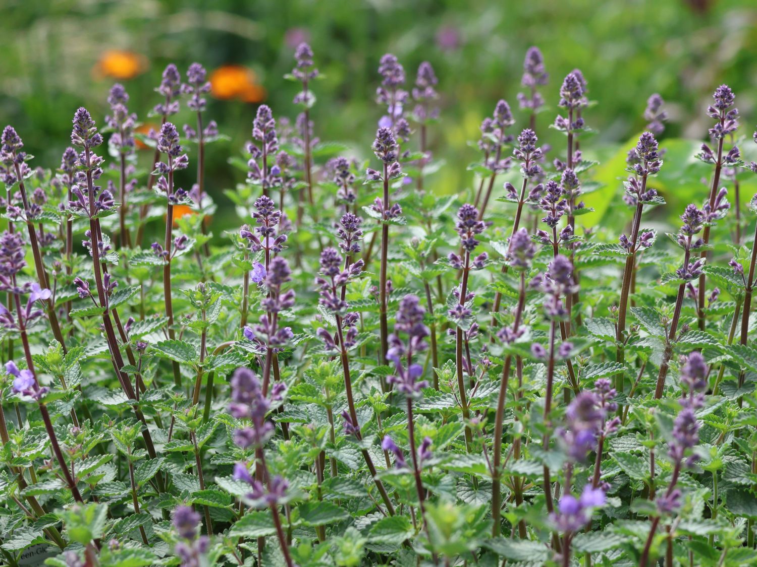 Zwerg-Katzenminze 'Purrsian Blue' - Nepeta x faassenii 'Purrsian Blue'
