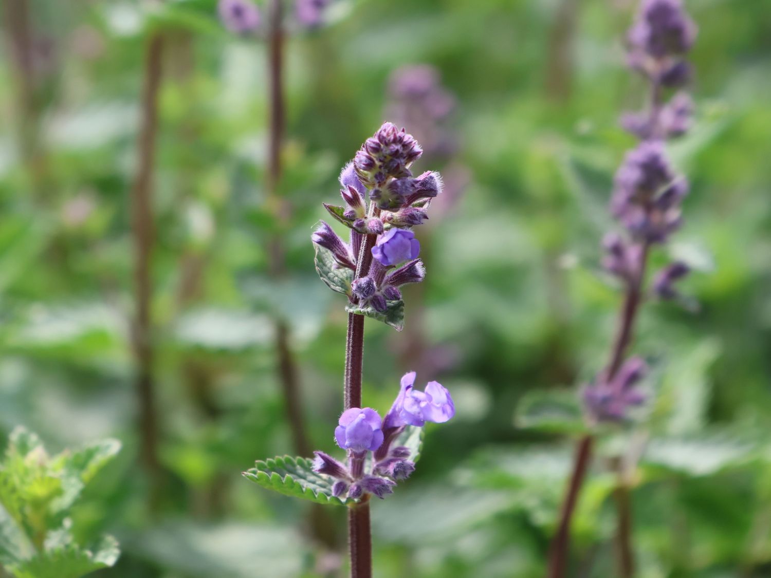 Zwerg-Katzenminze 'Purrsian Blue' - Nepeta x faassenii 'Purrsian Blue'