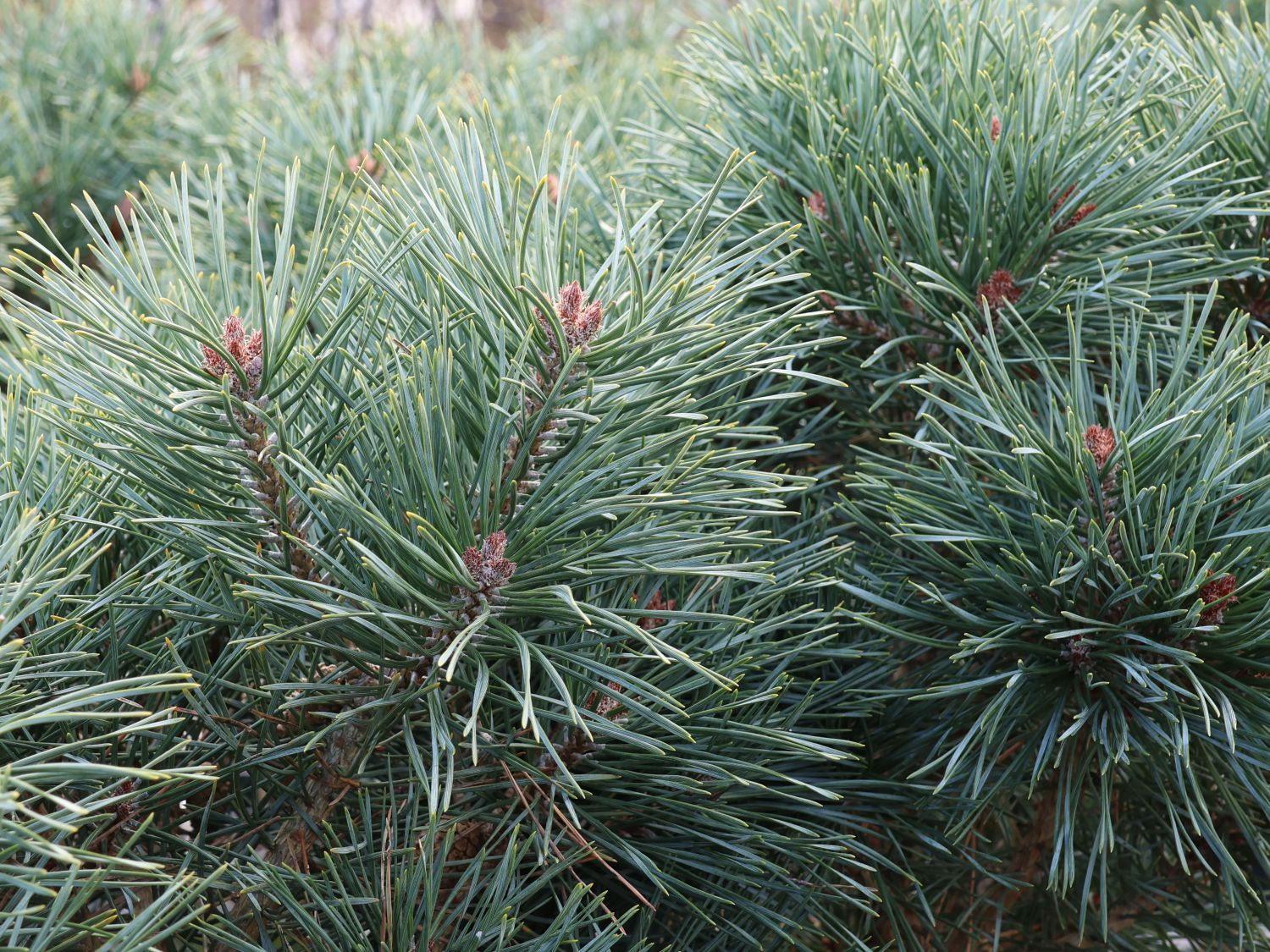 Zwerg-Kiefer 'Chantry Blue' - Pinus sylvestris 'Chantry Blue'