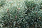 Zwerg-Kiefer 'Chantry Blue' - Pinus sylvestris 'Chantry Blue'