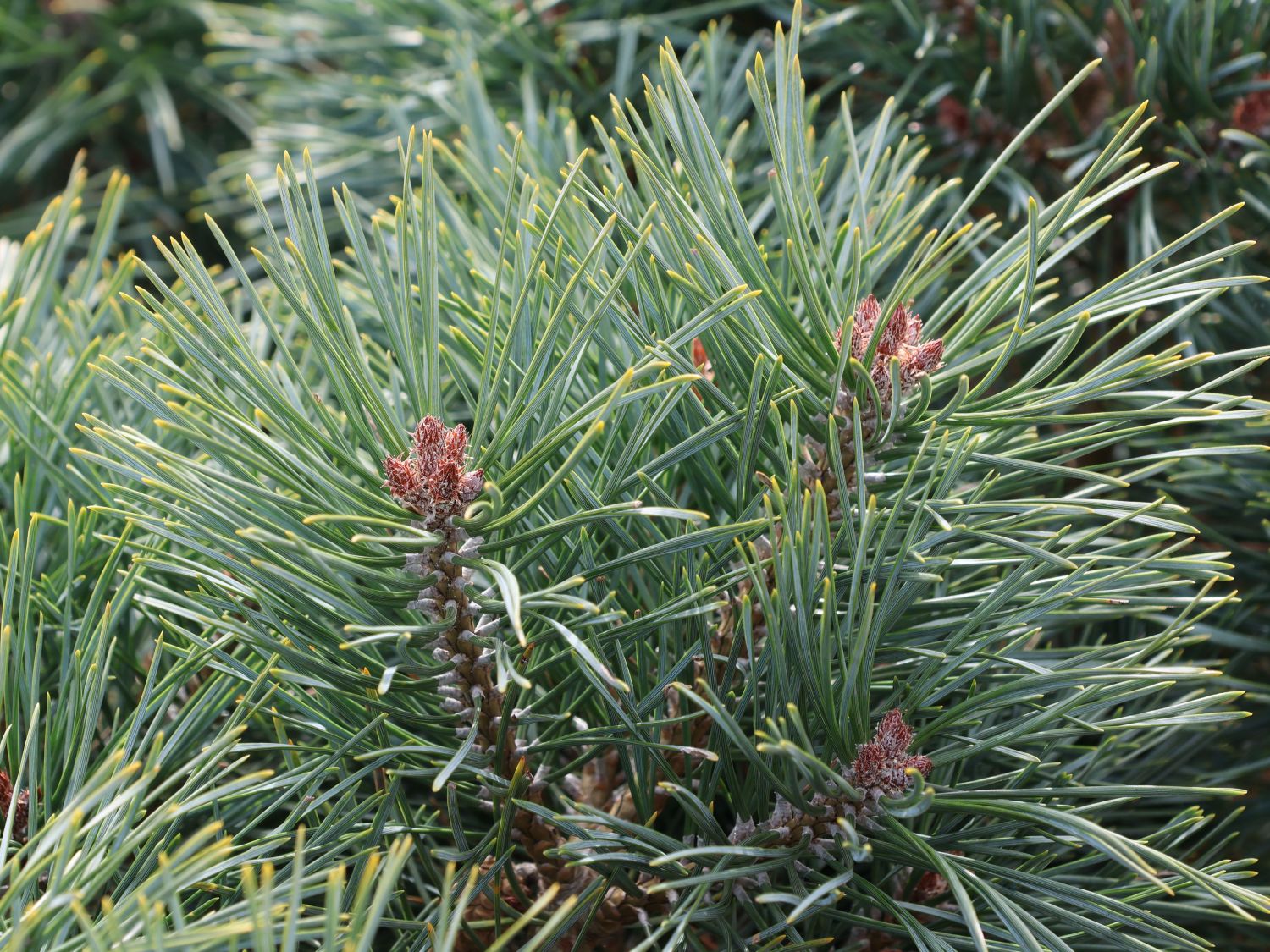 Zwerg-Kiefer 'Chantry Blue' - Pinus sylvestris 'Chantry Blue'