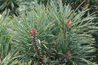 Zwerg-Kiefer 'Chantry Blue' - Pinus sylvestris 'Chantry Blue'