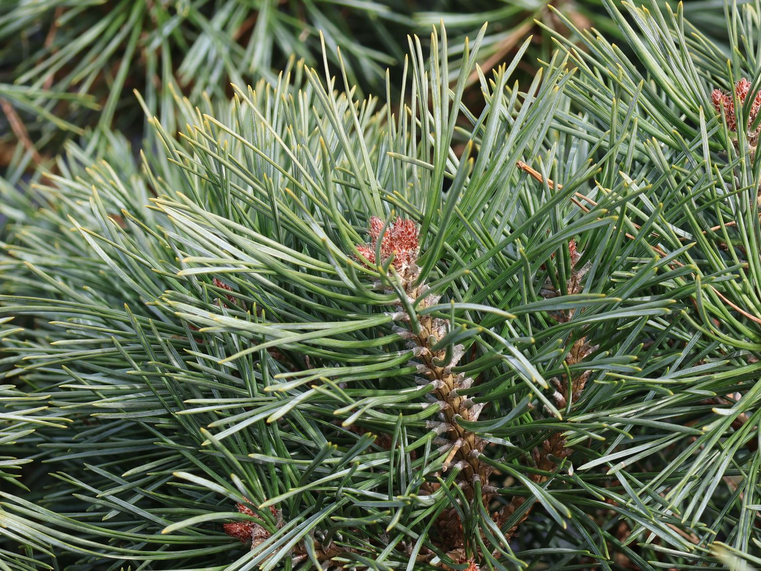 Zwerg-Kiefer 'Chantry Blue' - Pinus sylvestris 'Chantry Blue'
