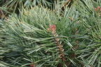 Zwerg-Kiefer 'Chantry Blue' - Pinus sylvestris 'Chantry Blue'