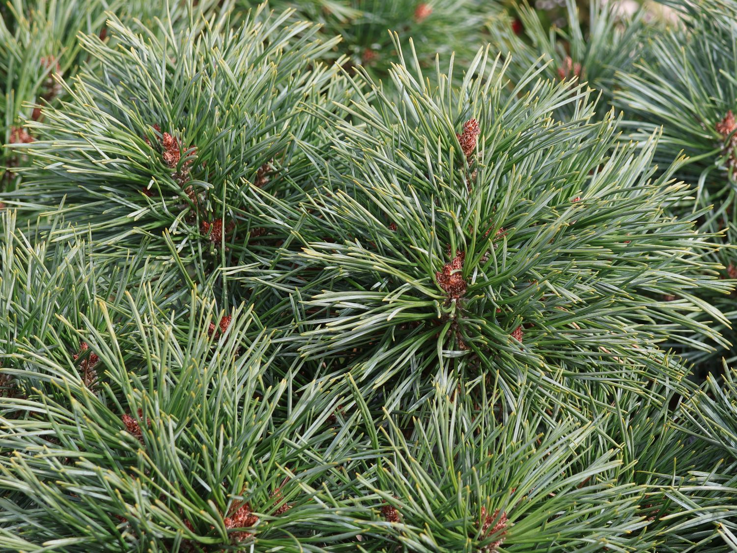 Zwerg-Kiefer 'Chantry Blue' - Pinus sylvestris 'Chantry Blue'