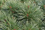 Zwerg-Kiefer 'Chantry Blue' - Pinus sylvestris 'Chantry Blue'
