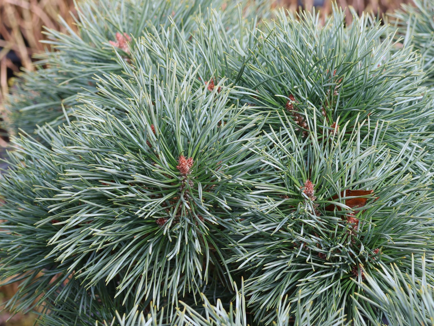 Zwerg-Kiefer 'Chantry Blue' - Pinus sylvestris 'Chantry Blue'