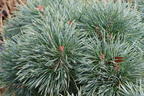 Zwerg-Kiefer 'Chantry Blue' - Pinus sylvestris 'Chantry Blue'
