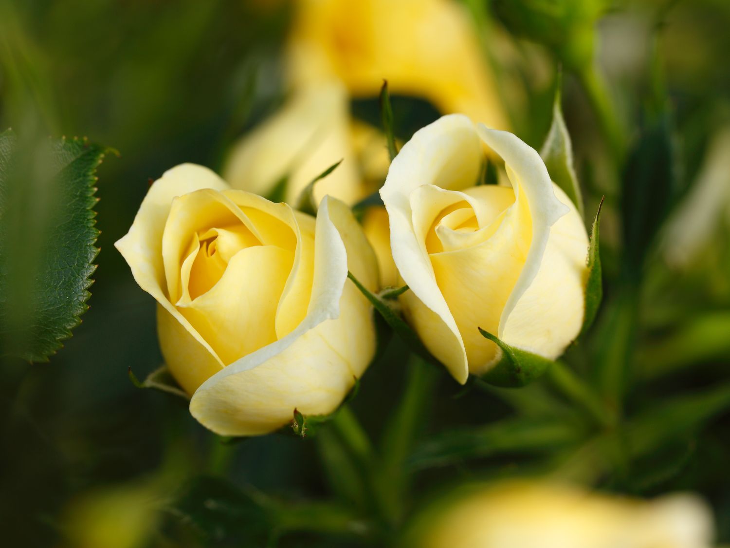 Zwerg-Kletterrose 'Elida' ® / 'Starlet' ® - Rosa 'Elida' ® / 'Starlet' ®