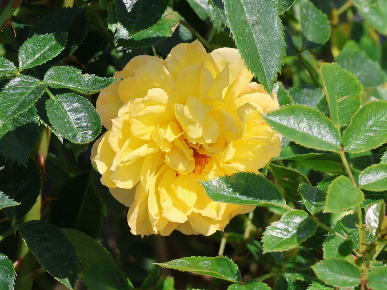 Zwerg-Kletterrose 'Elida' ® / 'Starlet' ® - Rosa 'Elida' ® / 'Starlet' ®