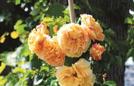 Zwerg-Kletterrose Starlet®-Rose 'Lizzy' ®