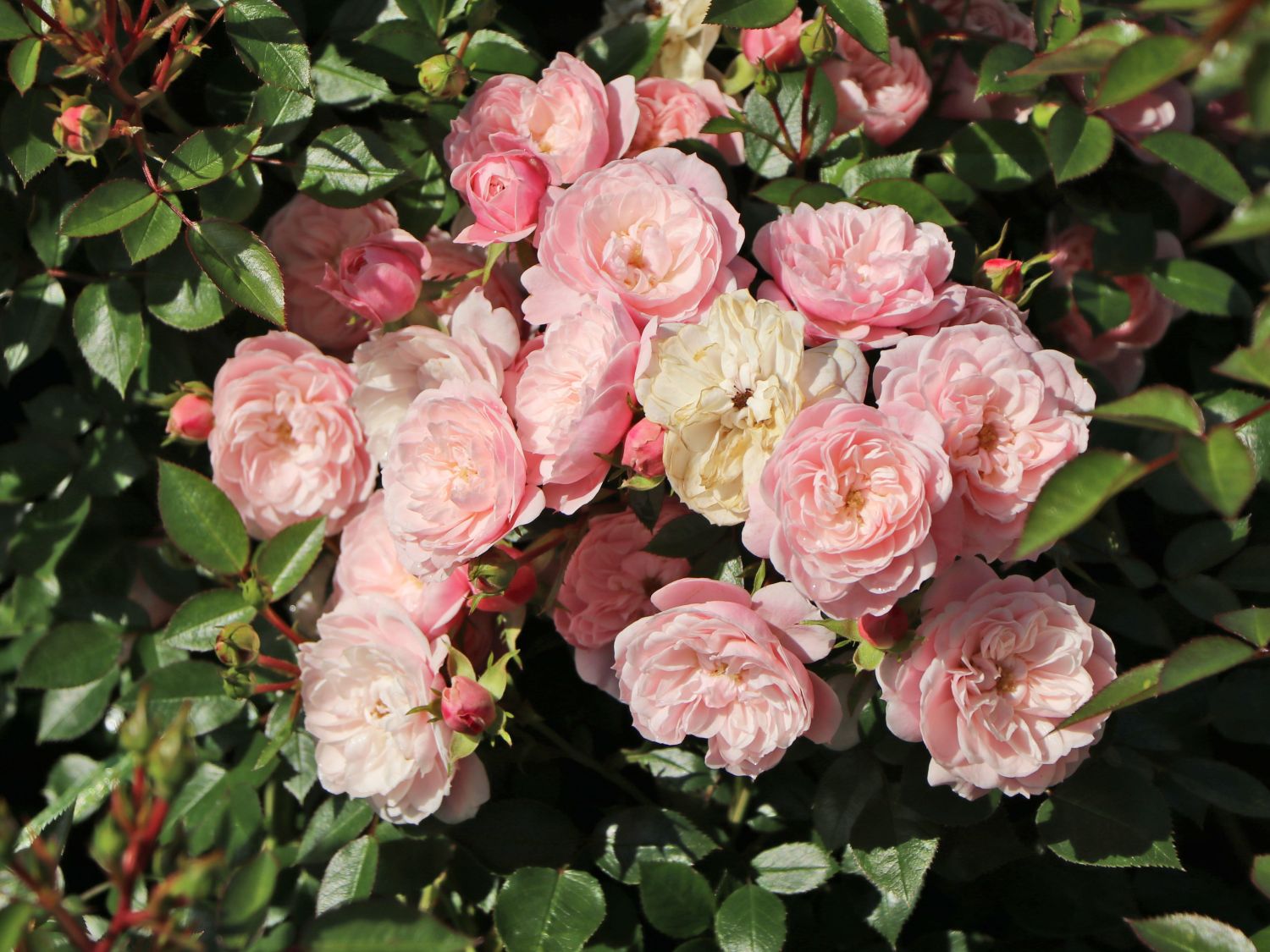 Zwerg-Kletterrose Starlet®-Rose 'Alina' ® - Rosa Starlet®-Rose 'Alina' ®