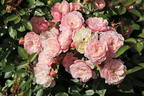 Zwerg-Kletterrose Starlet®-Rose 'Alina' ® - Rosa Starlet®-Rose 'Alina' ®