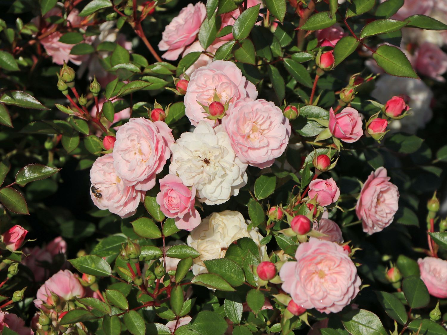 Zwerg-Kletterrose Starlet®-Rose 'Alina' ® - Rosa Starlet®-Rose 'Alina' ®