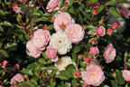 Zwerg-Kletterrose Starlet®-Rose 'Alina' ® - Rosa Starlet®-Rose 'Alina' ®
