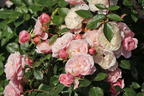 Zwerg-Kletterrose Starlet®-Rose 'Alina' ® - Rosa Starlet®-Rose 'Alina' ®