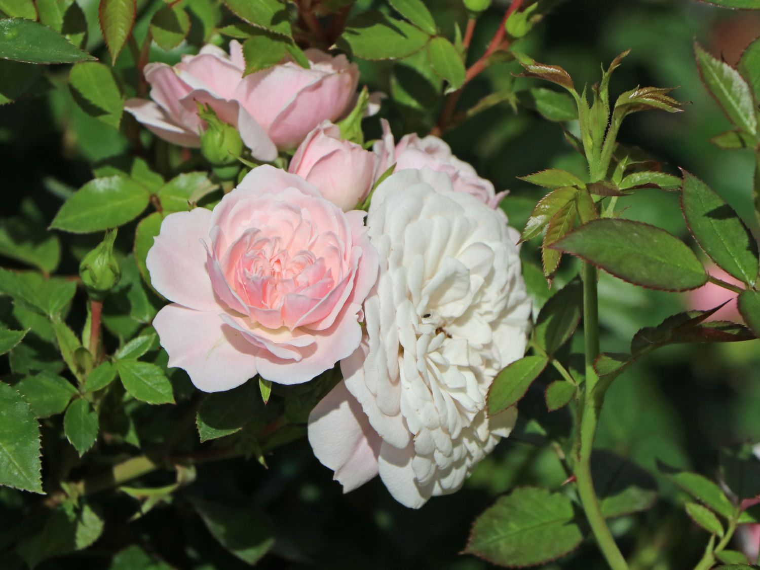 Zwerg-Kletterrose Starlet®-Rose 'Alina' ® - Rosa Starlet®-Rose 'Alina' ®