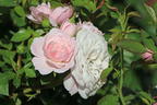 Zwerg-Kletterrose Starlet®-Rose 'Alina' ® - Rosa Starlet®-Rose 'Alina' ®