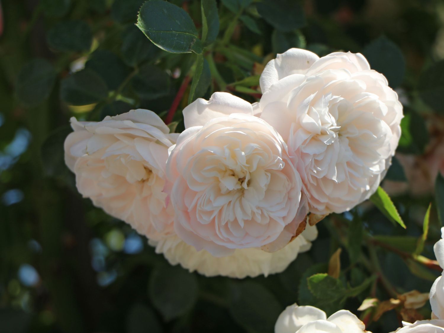 Zwerg-Kletterrose Starlet®-Rose 'Alina' ® - Rosa Starlet®-Rose 'Alina' ®